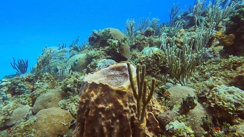 Climate change shrinks marine life richness near equator: Study Climate change shrinks marine life richness near equator: Study