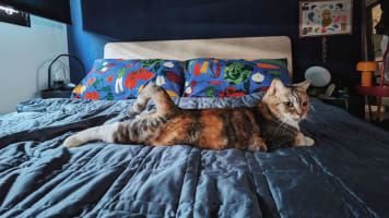 Homitt weighted 2025 blanket