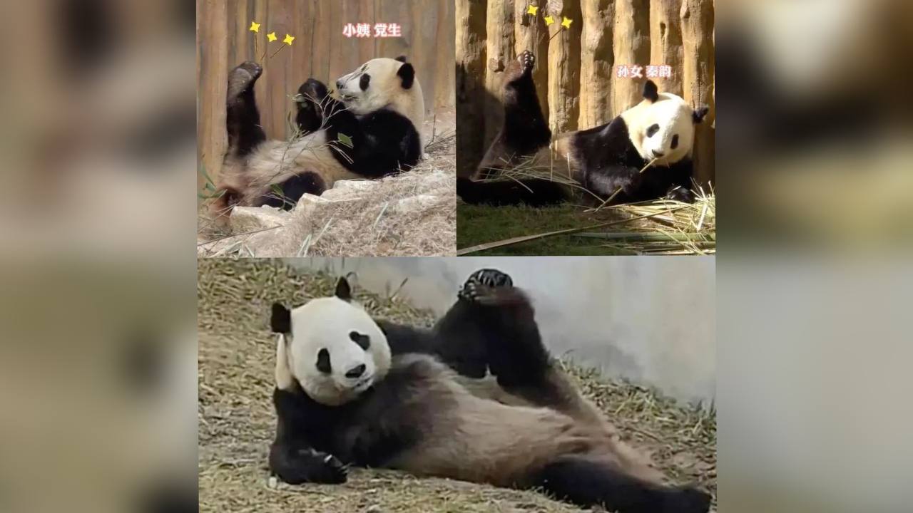 熊猫摆性感高难度姿势妩媚如超模上身- 8world