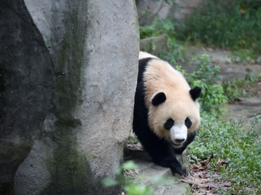 Eats Shoots And Rarely Breeds Giant Pandas ‘still At Risk Today