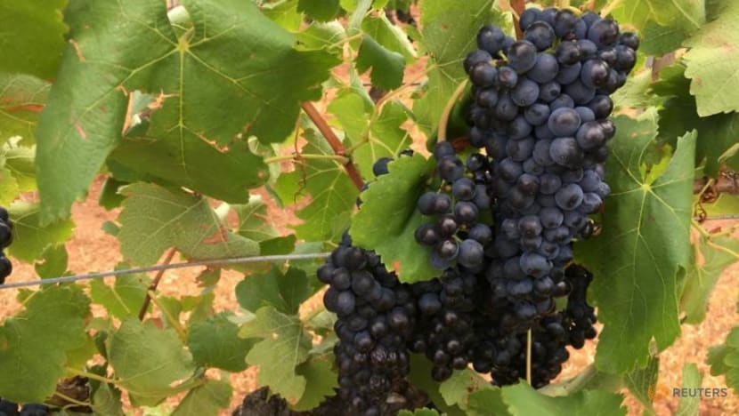 Australia says it is working with China on grape export delays