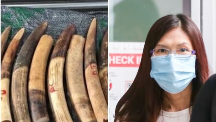 Trading firm director gets jail over import of nearly 1,800 elephant tusks into Singapore from Africa