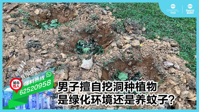 男子擅自挖洞种植物 是绿化环境还是养蚊子？