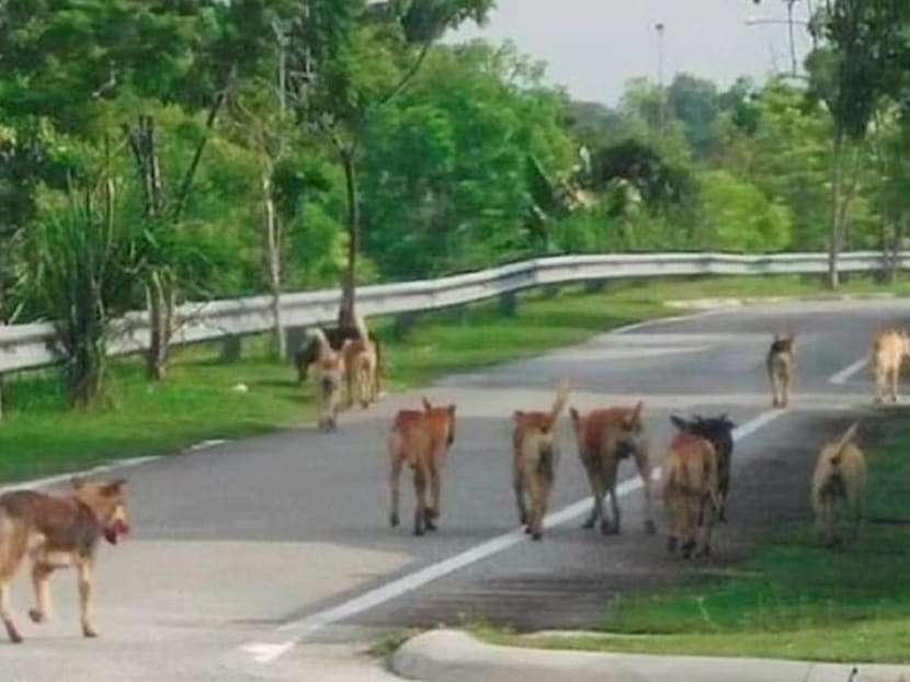 A screengrab from a video showing a pack of dogs running free in Sarawak.