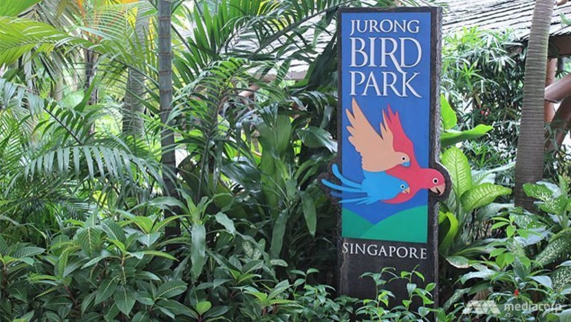 60 burung merpati Santa Cruz "penghuni baru" Taman Burung Jurong