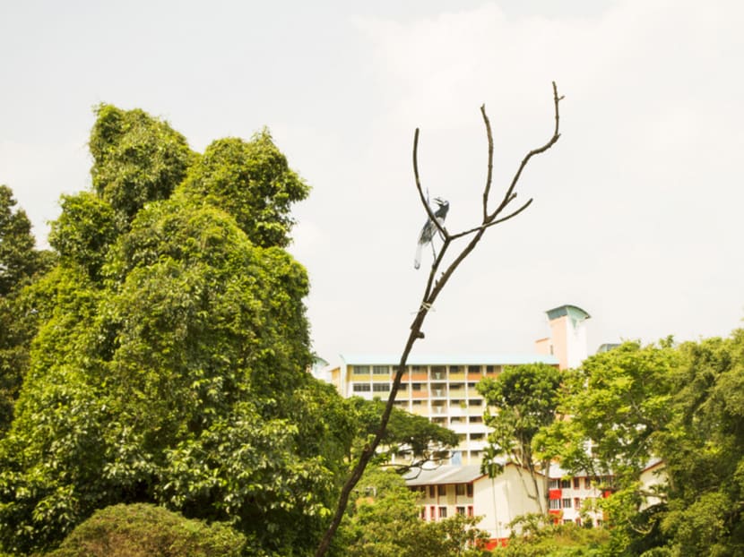 Bird’s eye view: Tanglin Halt’s feathered wildlife the subject of a show Bird’s eye view: Tanglin Halt’s feathered wildlife the subject of a show