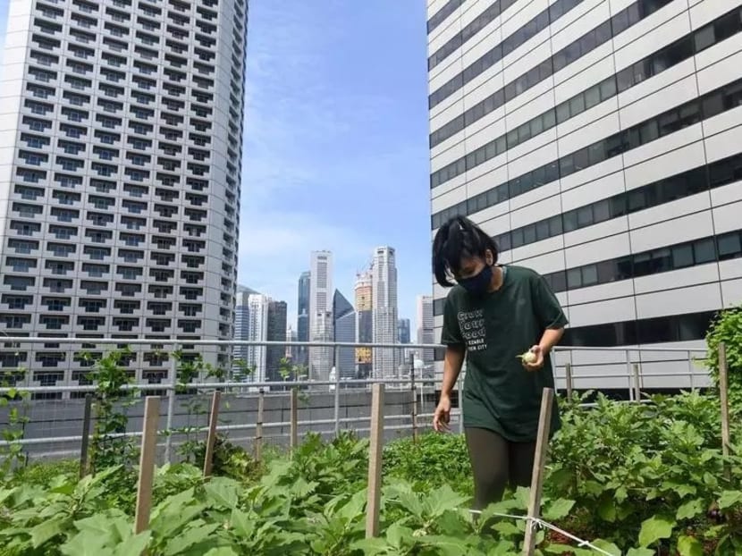 A worker tends to a rooftop farming patch at Raffles City in Singapore.