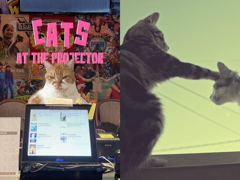 Want to watch 75 minutes of cat videos on the big screen You can at The Projector CNA Lifestyle