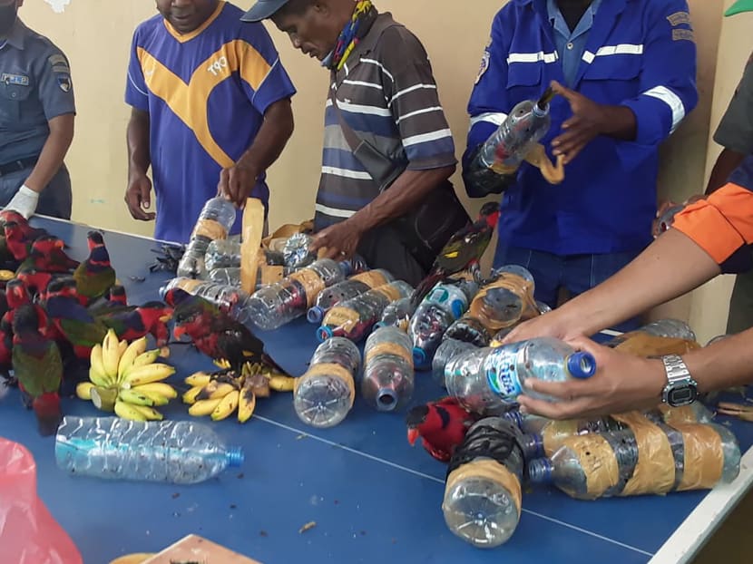 Smuggled parrots stuffed in plastic bottles: Indonesia police Smuggled parrots stuffed in plastic bottles: Indonesia police