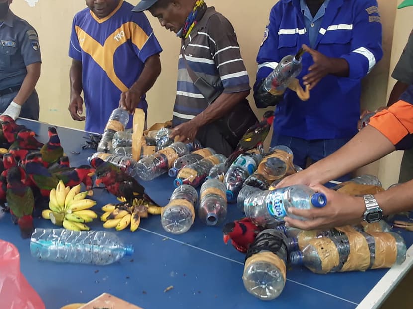 Officials freeing dozens of parrots after they were found stuffed in plastic water bottles on a ship docked in Fakfak, Indonesia’s West Papua region on Nov 19, 2020.