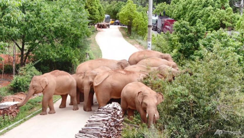 China's wandering elephants on the move again