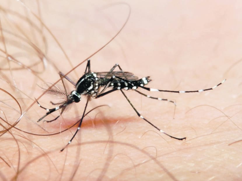 An Aedes mosquito, with its distinctive black and white striping. Bloomberg file photo