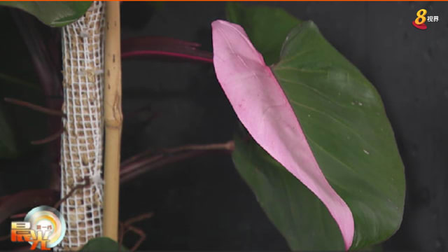晨光|潮流解码：本地掀起杂色植物种植风潮