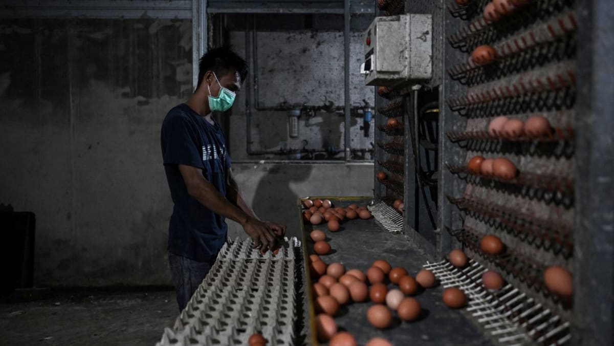 马来西亚降低鸡蛋价格，但专家担心供应问题