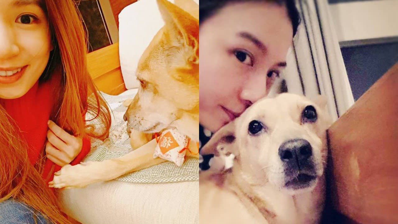 Hebe Tien’s 16-Year-Old Dog Just Passed Away After Suffering From Seizures