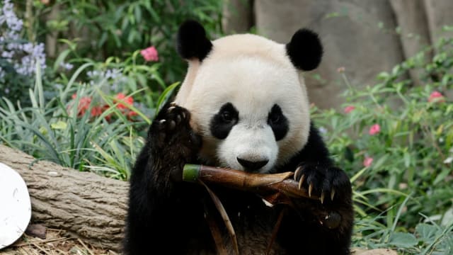小熊猫叻叻12月启程中国　快到河川生态园和它道别！