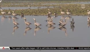 Fewer migratory birds flocking to New Delhi amid climate change, habitat loss | Video