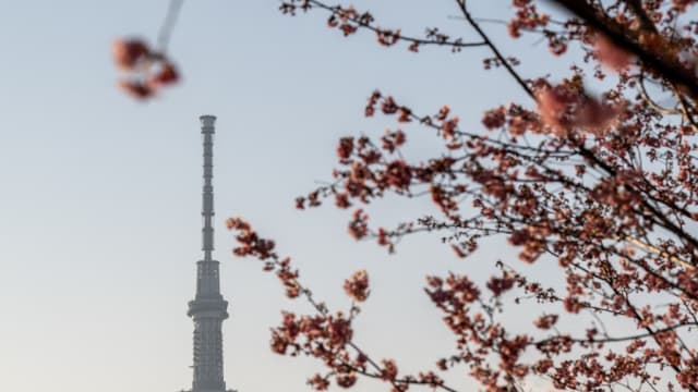 东京提前迎来樱花季 史上最早之一 