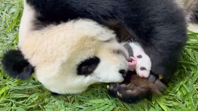 Squats, pee swaps and the ‘roller-coaster ride’ of making a panda baby in Singapore Squats, pee swaps and the ‘roller-coaster ride’ of making a panda baby in Singapore