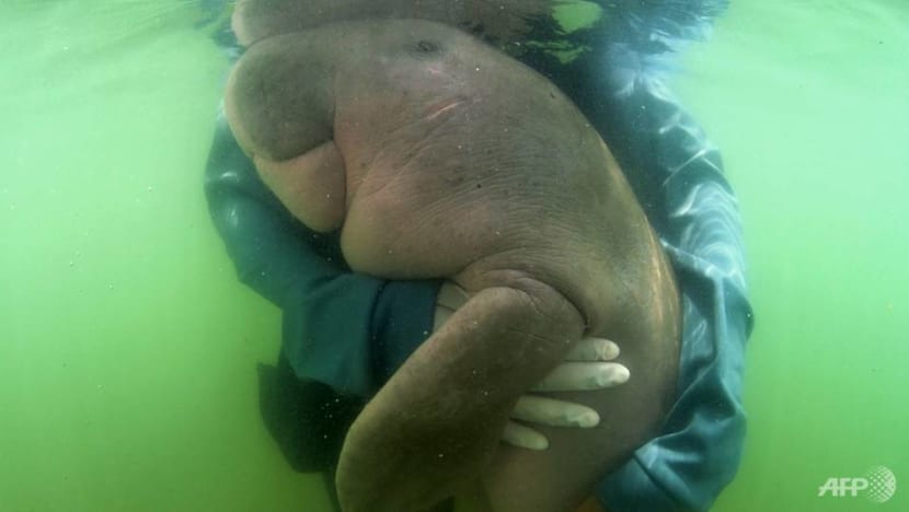Thailand’s critically endangered dugongs keep dying and humans are to blame