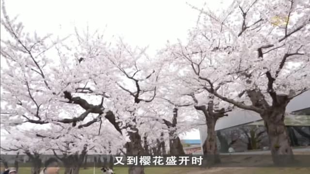 北海道樱花盛开农场人工授粉 两个月后收成樱桃果实