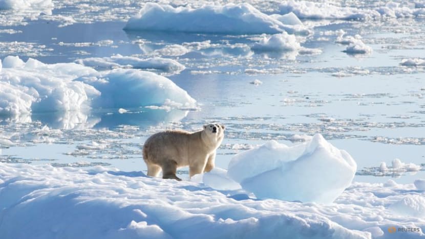 Isolated Greenland polar bear population adapts to climate change Isolated Greenland polar bear population adapts to climate change
