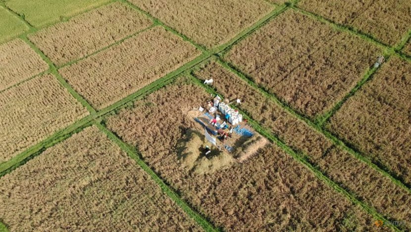 Indonesia's January-April rice output seen at 13.79 million tonnes - stats bureau Indonesia's January-April rice output seen at 13.79 million tonnes - stats bureau