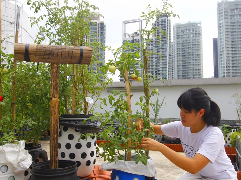 Gallery: S’pore’s 1st rooftop farm aims to supply produce to F&B outlets