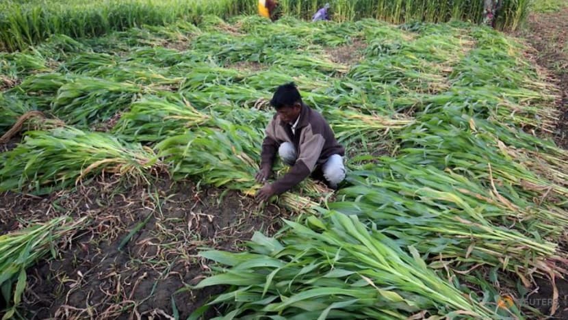 Analysis: India startups seek high-tech solutions to colossal food waste Analysis: India startups seek high-tech solutions to colossal food waste