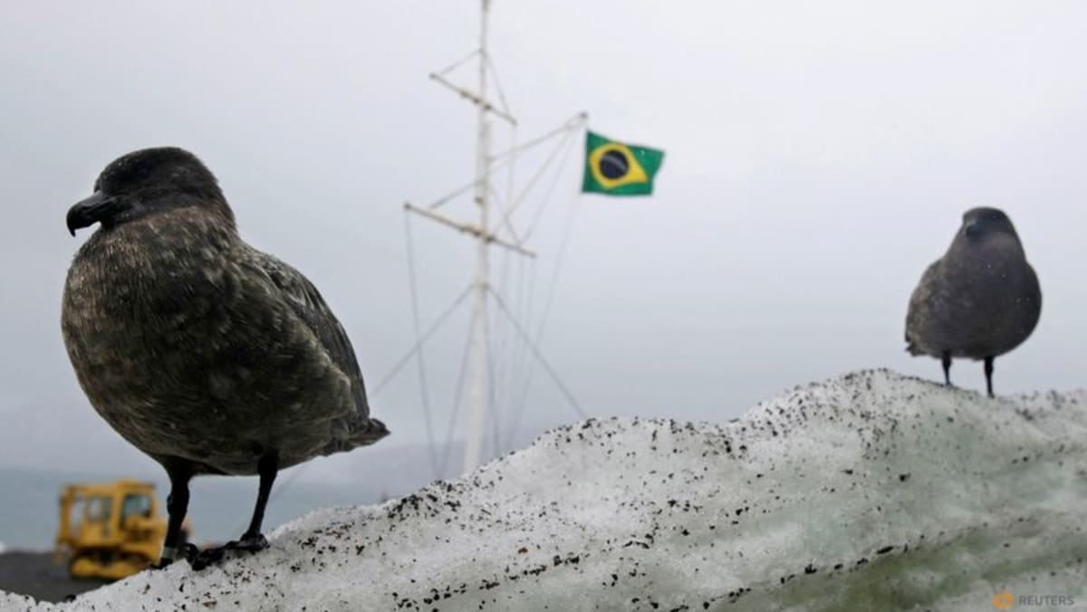Bird flu found in mammals near Antarctica for the first time ...
