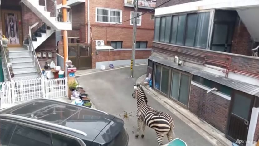 Stop, there's a zebra crossing! Escaped beast roams Seoul streets Stop, there's a zebra crossing! Escaped beast roams Seoul streets