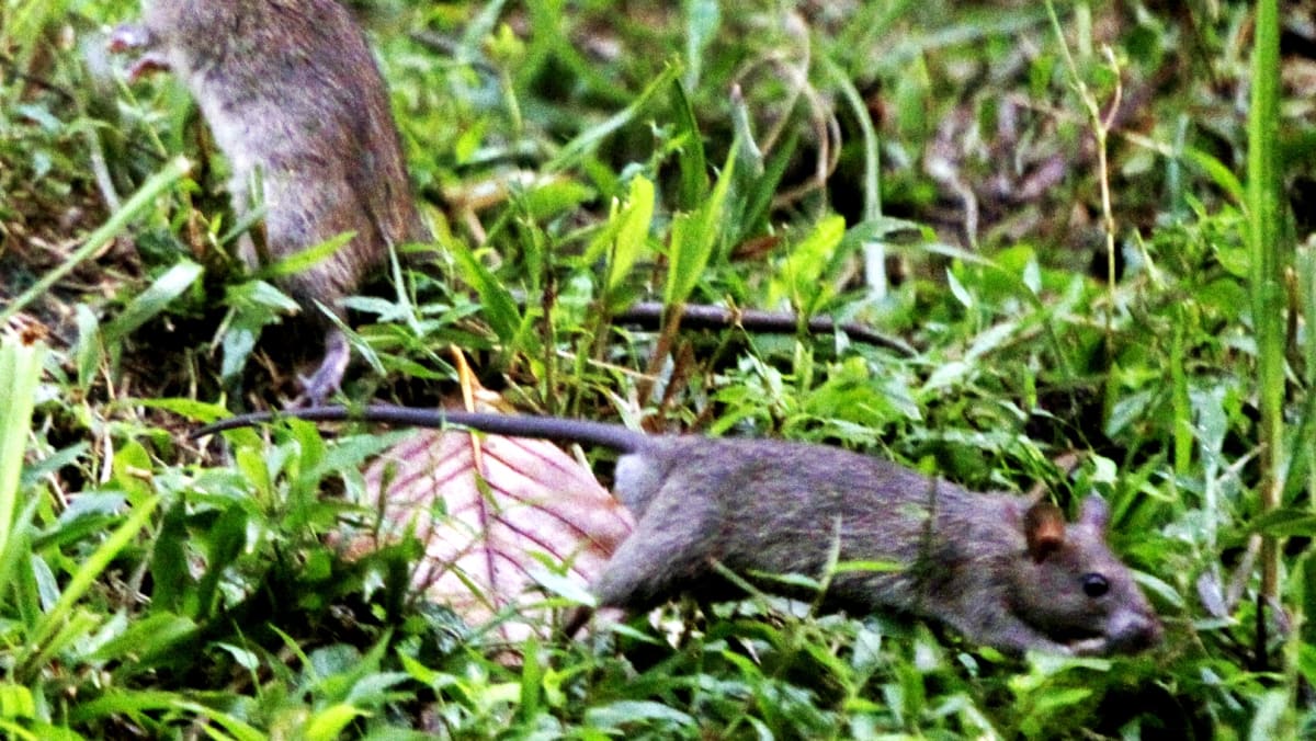 NEA’s rodent control plan 'could raise overall cost' TODAY
