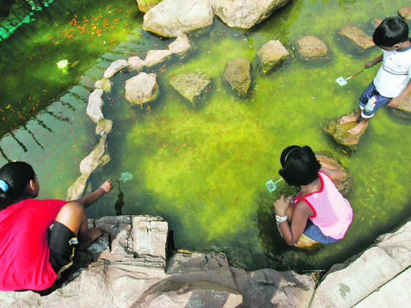 Children wading in the pond at Yishun's Bottle Tree Park to catch guppies. File photo: Ooi Boon Keong