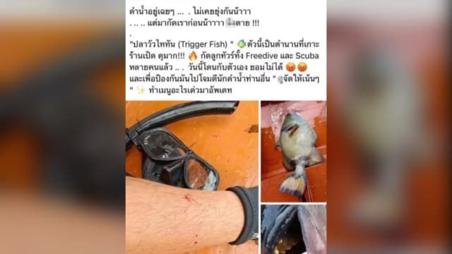 被鱼咬后将它杀死还要如此处理 泰国潜水员做法被网民骂翻