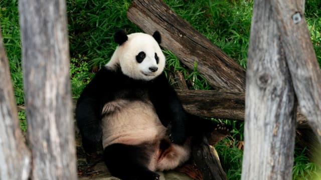 因为投喂苹果 中国男子终身被禁进入熊猫基地