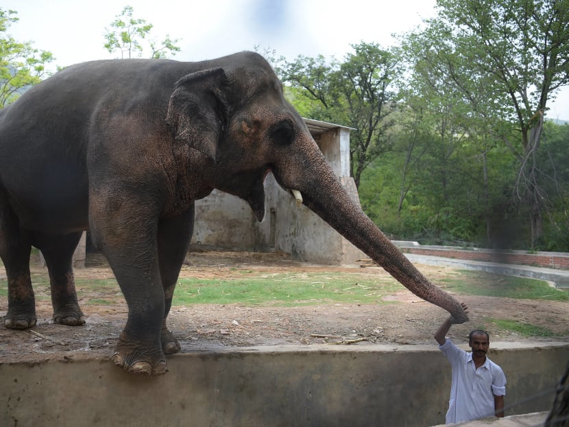 Gallery: Pakistan’s lonely elephant suffering ‘mental illness’: Experts