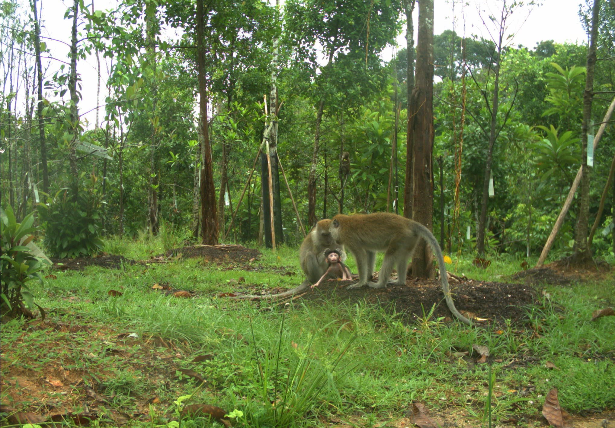 A picture of monkeys at Mandai Wildlife Bridge. It is likely that the global biodiversity framework would subject Singapore’s national biodiversity management plans to more international scrutiny by international groups. 