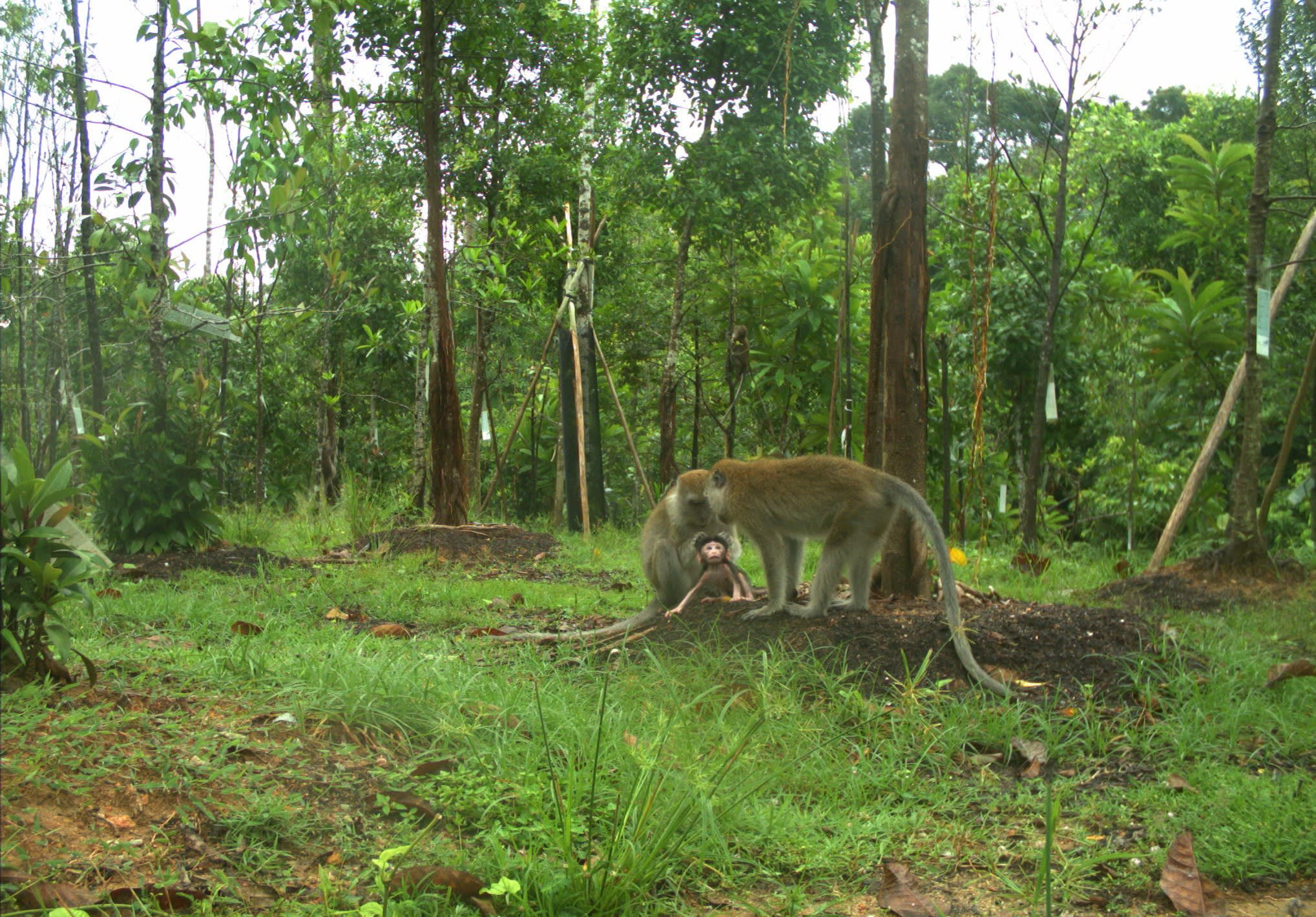 A picture of monkeys at Mandai Wildlife Bridge. It is likely that the global biodiversity framework would subject Singapore’s national biodiversity management plans to more international scrutiny by international groups. A picture of monkeys at Mandai Wildlife Bridge. It is likely that the global biodiversity framework would subject Singapore’s national biodiversity management plans to more international scrutiny by international groups.