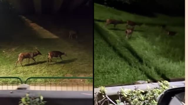 男子路边偶遇六头水鹿 网民：新年一“鹿“发财！