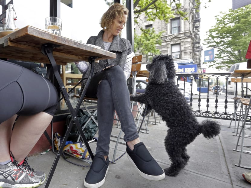 Gallery: Fido al fresco? New York weighs allowing outdoor dining with dogs