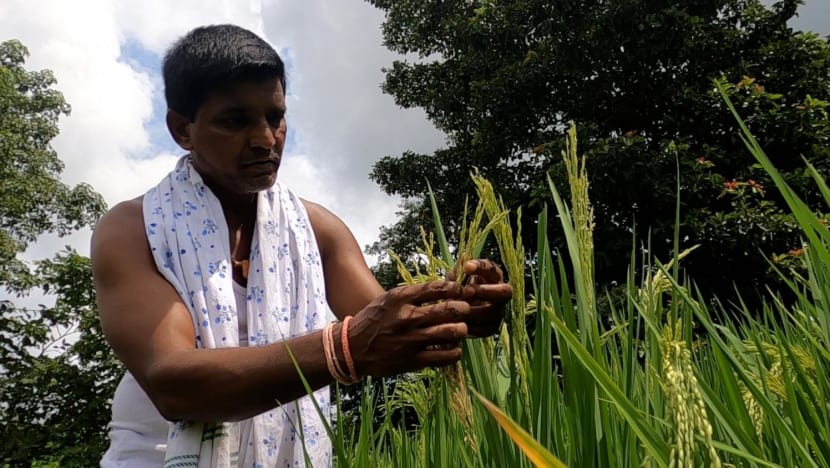 India’s rice farmers, exporters feel impact of cooling measures