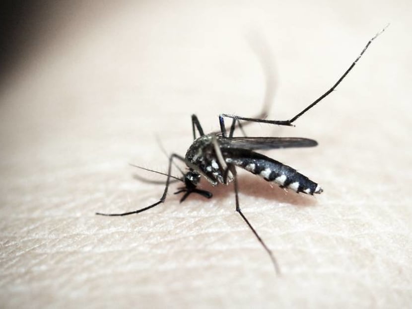 Dengue cases on the rise: What you need to know to avoid mosquito bites Dengue cases on the rise: What you need to know to avoid mosquito bites