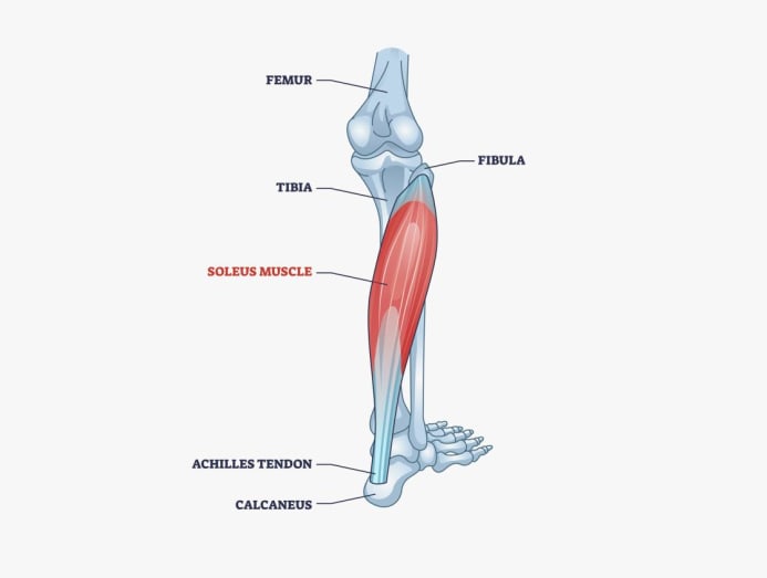 Soleus pushups What is it and how does "shaking" your legs lower