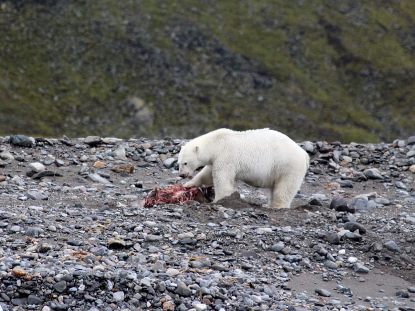 With sea ice melting, the king of the Arctic may be changing its diet.
