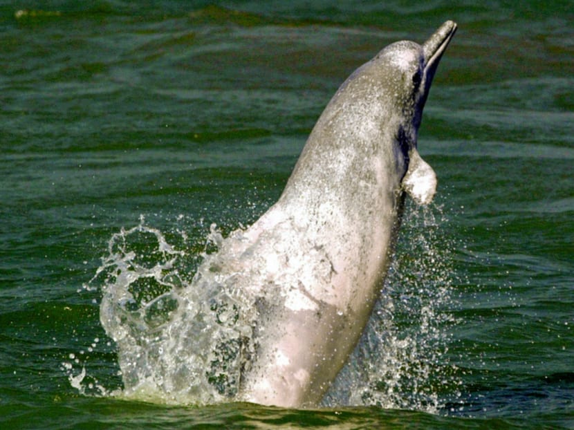 Wild dolphin tours planned for
      Singapore waters