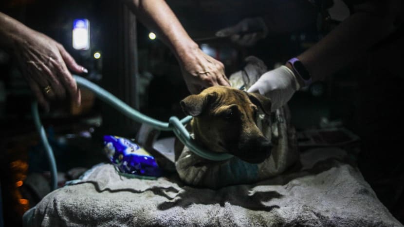 Sick and pregnant: Rescued canines shine spotlight on fight to end dog meat trade in Indonesia Sick and pregnant: Rescued canines shine spotlight on fight to end dog meat trade in Indonesia
