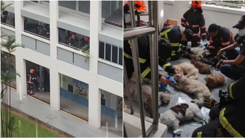 Firefighters rescue and perform CPR on 14 cats after extinguishing fire at Fajar Road flat