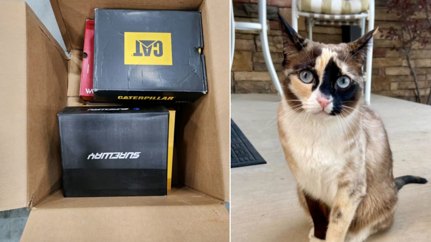 犹他州宠物猫失踪 原来是溜进快递盒被送到千公里外