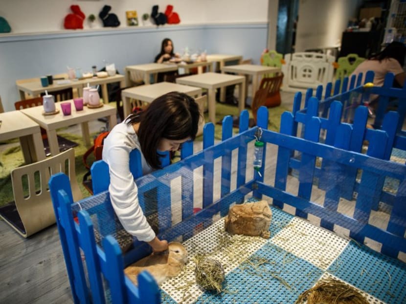 In this picture taken on August 16, 2016, a customer (C) strokes a rabbit at the "Rabbitland" cafe in the district of Causeway Bay in Hong Kong. Photo: AFP