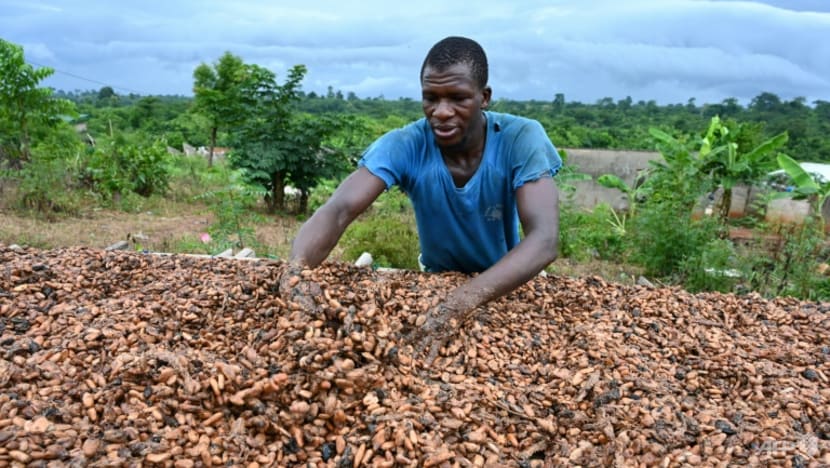 Nestle steps up reforestation project in Ivory Coast
